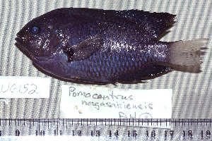  (Pomacentrus nagasakiensis - UG0152)  @15 [ ] CreativeCommons - Attribution (2009) CBG Photography Group Centre for Biodiversity Genomics