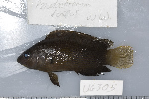  (Pseudochromis fuscus - UG0305)  @14 [ ] CreativeCommons - Attribution (2009) CBG Photography Group Centre for Biodiversity Genomics