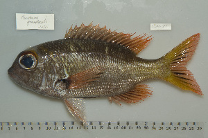  ( - UG0581)  @12 [ ] CreativeCommons - Attribution (2009) CBG Photography Group Centre for Biodiversity Genomics