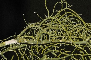  (Usnea ceratina - KM-03-04)  @11 [ ] CreativeCommons - Attribution Non-Commercial Share-Alike (2014) Christoph Scheidegger WSL Swiss Federal Research