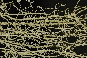  (Usnea barbata - LC-011)  @11 [ ] CreativeCommons - Attribution Non-Commercial Share-Alike (2014) Christoph Scheidegger WSL Swiss Federal Research