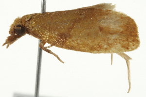  ( - SNS10IL-00606)  @12 [ ] CreativeCommons - Attribution (2011) CBG Photography Group Centre for Biodiversity Genomics