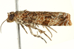  ( - SNS10IL-01151)  @12 [ ] CreativeCommons - Attribution (2011) CBG Photography Group Centre for Biodiversity Genomics