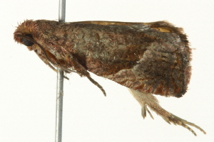  ( - SNS10IL-01212)  @12 [ ] CreativeCommons - Attribution (2011) CBG Photography Group Centre for Biodiversity Genomics