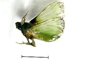  (Parasa viridissima - VZ-LIMAC 93)  @13 [ ] Copyright (2010) Alexey V. Solovyev Research Collection of Alexey V. Solovyev