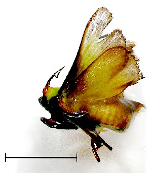  (Parasa trapezoidea - VZ-LIMAC 99)  @12 [ ] Copyright (2010) Alexey V. Solovyev Research Collection of Alexey V. Solovyev