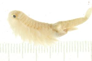  (Branchinella occidentalis - HLC-25606)  @12 [ ] CreativeCommons - Attribution (2008) CBG Photography Group Centre for Biodiversity Genomics