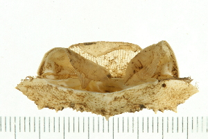  ( - HLC-24678)  @13 [ ] CreativeCommons - Attribution (2008) CBG Photography Group Centre for Biodiversity Genomics