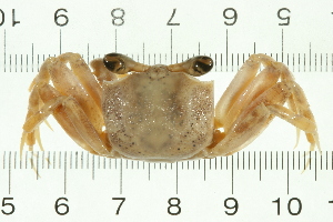  (Ocypode cordimanus - HLC-24880)  @14 [ ] CreativeCommons - Attribution (2008) CBG Photography Group Centre for Biodiversity Genomics