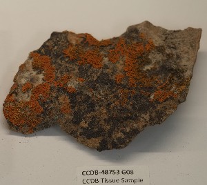  (Xanthoria sorediata - CCDB-48753 G08)  @11 [ ] CreativeCommons  Attribution (by) (2024) Erin Cox Polar Knowledge Canada