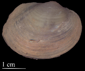  ( - ATESP36)  @11 [ ] CreativeCommons - Attribution Non-Commercial (2018) Leandro A. Hünicken Museo Argentino de Ciencias Naturales "Bernardino Rivadavia"