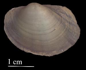  ( - ATESP37)  @11 [ ] CreativeCommons - Attribution Non-Commercial (2018) Leandro A. Hünicken Museo Argentino de Ciencias Naturales "Bernardino Rivadavia"