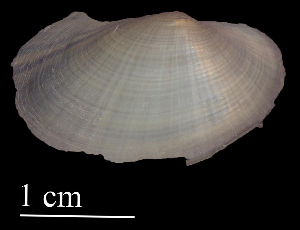  ( - ATESP40)  @11 [ ] CreativeCommons - Attribution Non-Commercial (2018) Leandro A. Hünicken Museo Argentino de Ciencias Naturales "Bernardino Rivadavia"