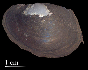  ( - ATZMCAS44)  @11 [ ] CreativeCommons - Attribution Non-Commercial (2018) Leandro A. Hünicken Museo Argentino de Ciencias Naturales "Bernardino Rivadavia"