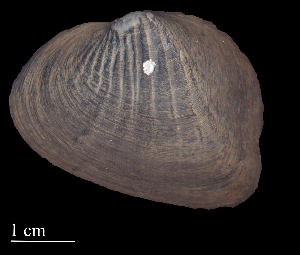  ( - CAIMCAS50)  @11 [ ] CreativeCommons - Attribution Non-Commercial (2018) Leandro A. Hünicken Museo Argentino de Ciencias Naturales "Bernardino Rivadavia"