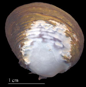  ( - CAPO1)  @11 [ ] CreativeCommons - Attribution Non-Commercial (2018) Leandro A. Hünicken Museo Argentino de Ciencias Naturales "Bernardino Rivadavia"