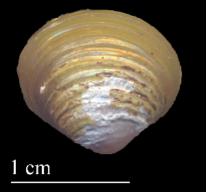  ( - CAPO5)  @11 [ ] CreativeCommons - Attribution Non-Commercial (2018) Leandro A. Hünicken Museo Argentino de Ciencias Naturales "Bernardino Rivadavia"