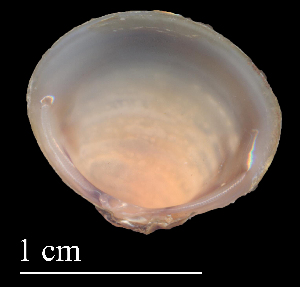  (Corbicula sp. 1 - CAPO5)  @11 [ ] CreativeCommons - Attribution Non-Commercial (2018) Leandro A. Hünicken Museo Argentino de Ciencias Naturales "Bernardino Rivadavia"