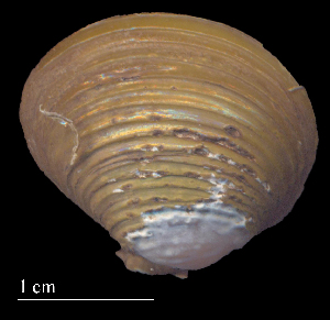  ( - CASJ1)  @11 [ ] CreativeCommons - Attribution Non-Commercial (2018) Leandro A. Hünicken Museo Argentino de Ciencias Naturales "Bernardino Rivadavia"