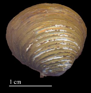  ( - CASJ4)  @11 [ ] CreativeCommons - Attribution Non-Commercial (2018) Leandro A. Hünicken Museo Argentino de Ciencias Naturales "Bernardino Rivadavia"