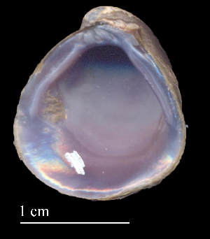  ( - CSDE1)  @11 [ ] CreativeCommons - Attribution Non-Commercial (2018) Leandro A. Hünicken Museo Argentino de Ciencias Naturales "Bernardino Rivadavia"