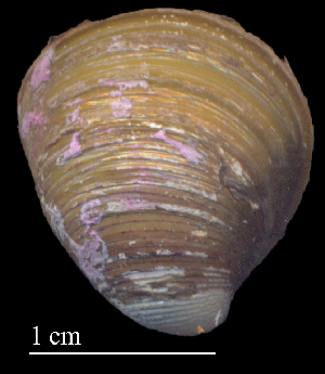  ( - CSDE1)  @11 [ ] CreativeCommons - Attribution Non-Commercial (2018) Leandro A. Hünicken Museo Argentino de Ciencias Naturales "Bernardino Rivadavia"