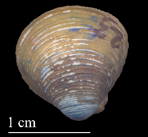  (Corbicula sp. 2 - CSDE23)  @11 [ ] CreativeCommons - Attribution Non-Commercial (2018) Leandro A. Hünicken Museo Argentino de Ciencias Naturales "Bernardino Rivadavia"