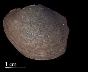  ( - MPMCAS46)  @11 [ ] CreativeCommons - Attribution Non-Commercial (2018) Leandro A. Hünicken Museo Argentino de Ciencias Naturales "Bernardino Rivadavia"