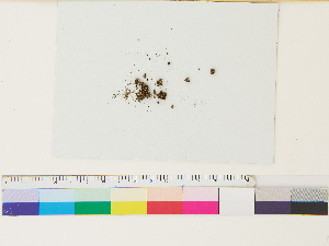  (Mannia triandra - CCDB-33279-A11)  @11 [ ] CreativeCommons - Attribution (2018) CBG Photography Group Centre for Biodiversity Genomics