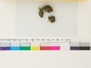  (Mannia gracilis - CCDB-33279-B11)  @11 [ ] CreativeCommons - Attribution (2018) CBG Photography Group Centre for Biodiversity Genomics