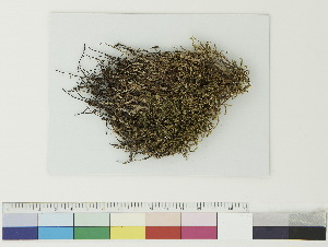  ( - CCDB-33281-A11)  @11 [ ] CreativeCommons - Attribution (2018) CBG Photography Group Centre for Biodiversity Genomics