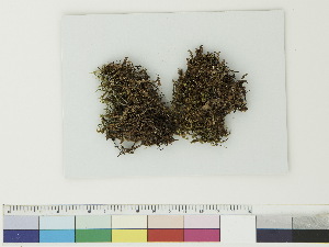  ( - CCDB-33281-H11)  @11 [ ] CreativeCommons - Attribution (2018) CBG Photography Group Centre for Biodiversity Genomics