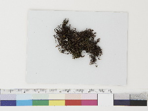  (Frullania nisquallensis - CCDB-33282-G03)  @11 [ ] CreativeCommons - Attribution (2019) CBG Photography Group Centre for Biodiversity Genomics