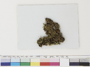  ( - CCDB-33282-G11)  @11 [ ] CreativeCommons - Attribution (2019) CBG Photography Group Centre for Biodiversity Genomics