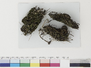  ( - CCDB-33282-H01)  @11 [ ] CreativeCommons - Attribution (2019) CBG Photography Group Centre for Biodiversity Genomics