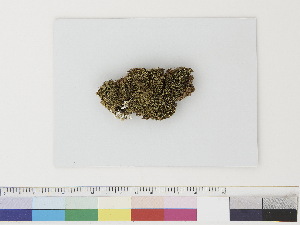  ( - CCDB-33282-H11)  @11 [ ] CreativeCommons - Attribution (2019) CBG Photography Group Centre for Biodiversity Genomics