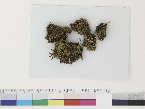  ( - CCDB-33283-B02)  @11 [ ] CreativeCommons - Attribution (2019) CBG Photography Group Centre for Biodiversity Genomics