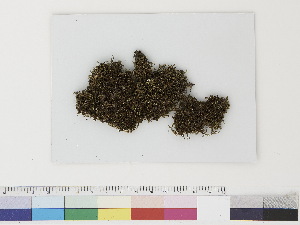  ( - CCDB-33283-C02)  @11 [ ] CreativeCommons - Attribution (2019) CBG Photography Group Centre for Biodiversity Genomics