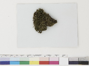  ( - CCDB-33283-D02)  @11 [ ] CreativeCommons - Attribution (2019) CBG Photography Group Centre for Biodiversity Genomics