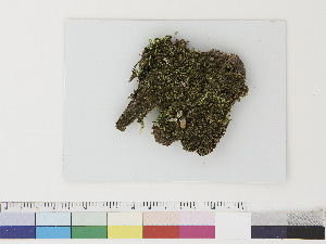  ( - CCDB-33283-E02)  @11 [ ] CreativeCommons - Attribution (2019) CBG Photography Group Centre for Biodiversity Genomics