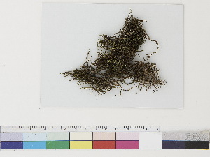  ( - CCDB-33283-F06)  @11 [ ] CreativeCommons - Attribution (2019) CBG Photography Group Centre for Biodiversity Genomics