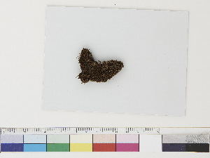  ( - CCDB-33283-F08)  @11 [ ] CreativeCommons - Attribution (2019) CBG Photography Group Centre for Biodiversity Genomics