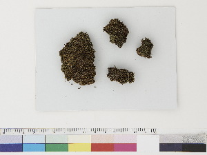  ( - CCDB-33283-G02)  @11 [ ] CreativeCommons - Attribution (2019) CBG Photography Group Centre for Biodiversity Genomics