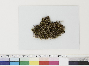  ( - CCDB-33283-H06)  @11 [ ] CreativeCommons - Attribution (2019) CBG Photography Group Centre for Biodiversity Genomics