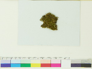  ( - CCDB-33284-B09)  @11 [ ] CreativeCommons - Attribution (2018) CBG Photography Group Centre for Biodiversity Genomics