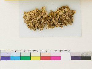  ( - CCDB-33284-C06)  @11 [ ] CreativeCommons - Attribution (2018) CBG Photography Group Centre for Biodiversity Genomics