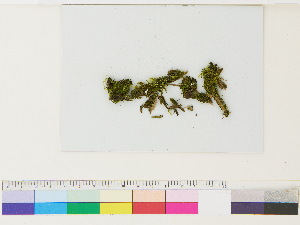  ( - CCDB-33284-C09)  @11 [ ] CreativeCommons - Attribution (2018) CBG Photography Group Centre for Biodiversity Genomics