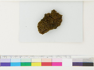  (Eocalypogeia - CCDB-33285-A07)  @11 [ ] CreativeCommons - Attribution (2018) CBG Photography Group Centre for Biodiversity Genomics