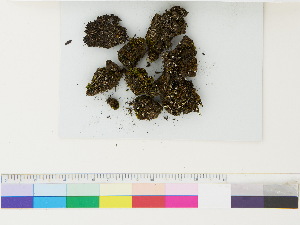  (Mannia fragrans - CCDB-33285-G03)  @11 [ ] CreativeCommons - Attribution (2018) CBG Photography Group Centre for Biodiversity Genomics
