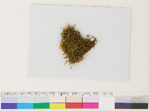  ( - CCDB-33286-A04)  @11 [ ] CreativeCommons - Attribution (2018) CBG Photography Group Centre for Biodiversity Genomics